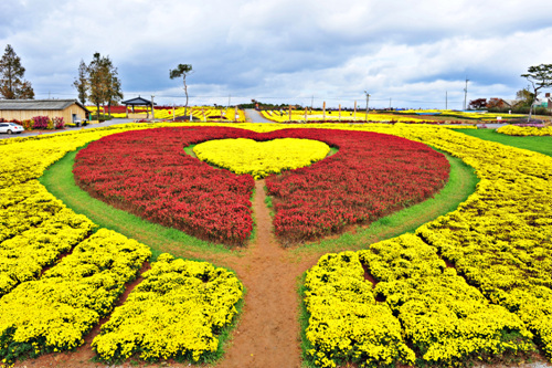 서산국화축제