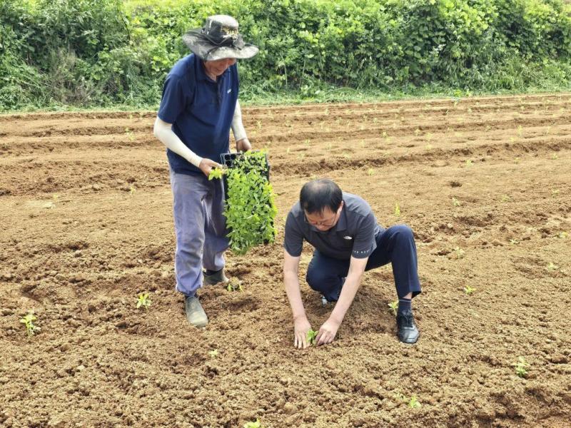 카미로봉사단 농촌 봉사